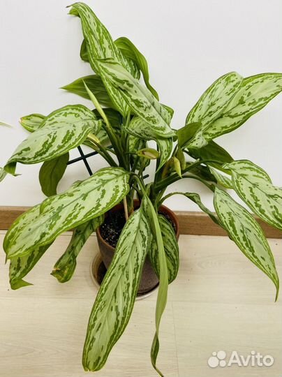 Аглаонема сильвер квин