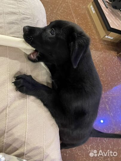 Щенок в добрые руки