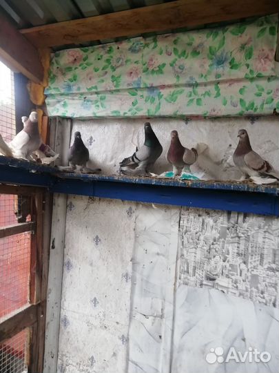 Продажа голубей