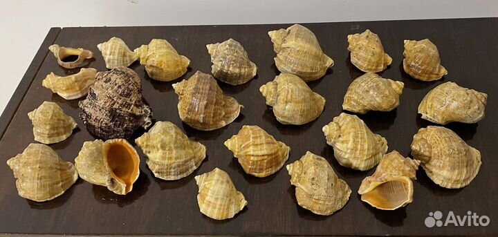 Морские ракушки