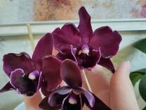 Цветущая орхидея "Miki black marble "