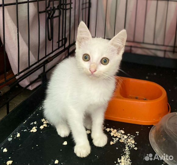 Белые котята в добрые руки