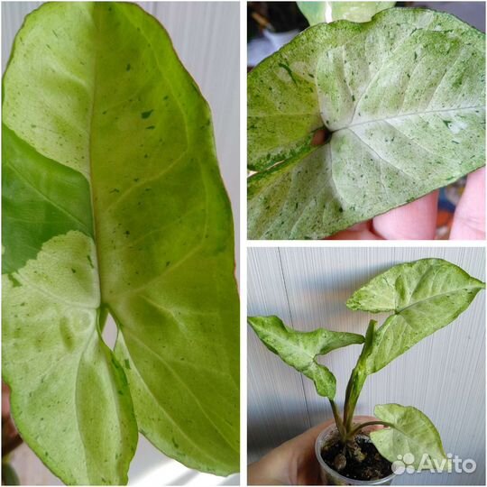 Сингониумы сортовые