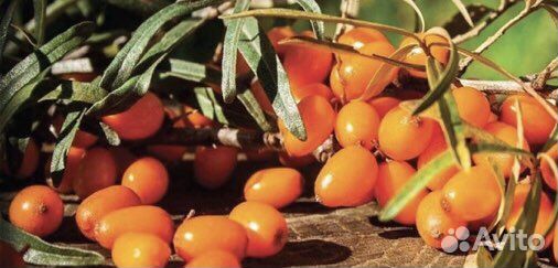 Сбор трав с Облепихой для Иммунитета/Травяной чай