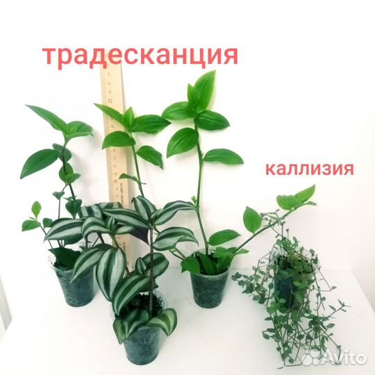 Комнатные растения цветы