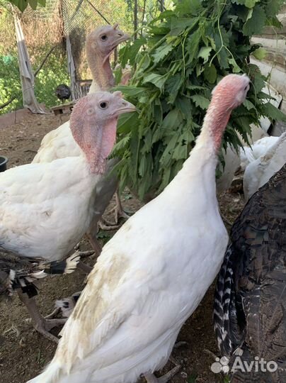 Утята муларды