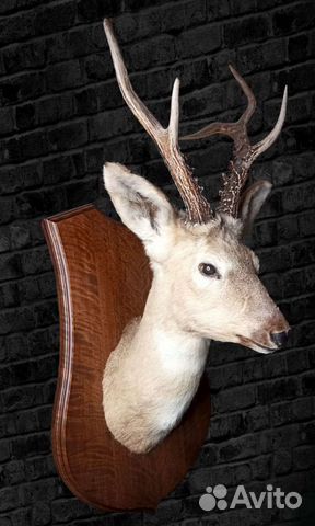 Чучело головы косули