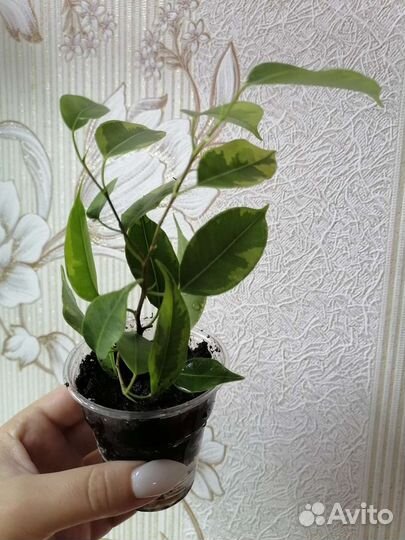 Фикусы,Пальмы,Эписции