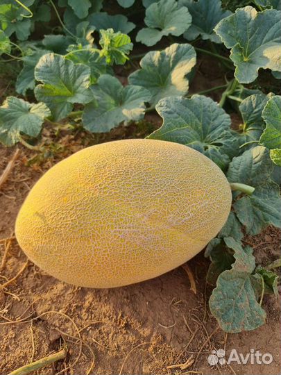 Продукты питания оптом