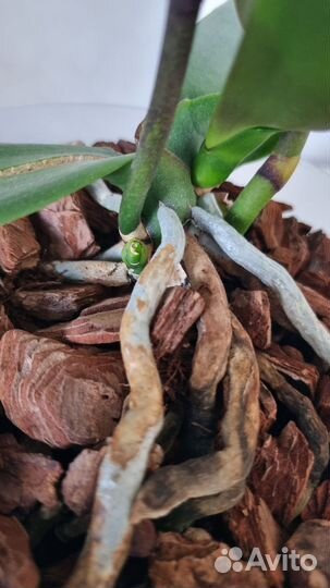 Орхидея фаленопсис