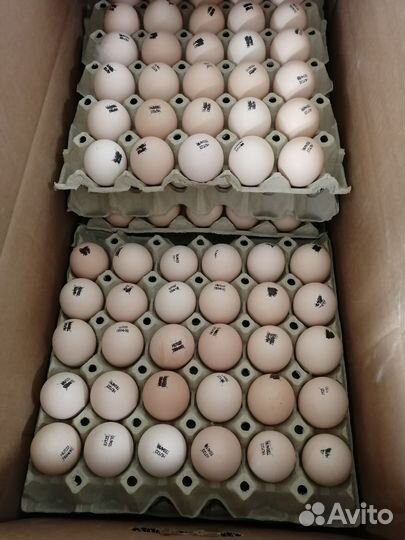 Инкубационное яйцо опт и розница