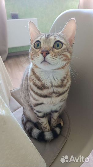 Бенгальская кошечка