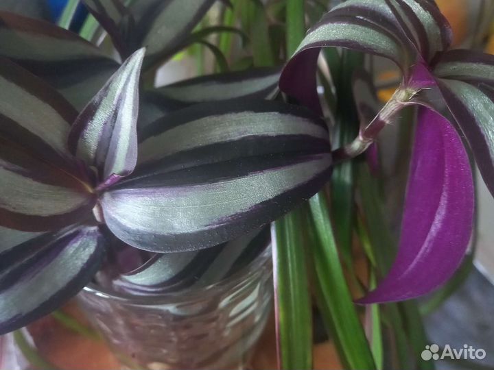 Традесканция