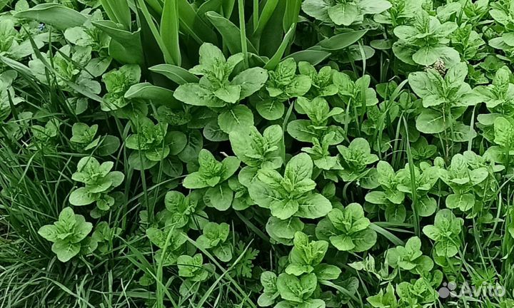 Мята перечная