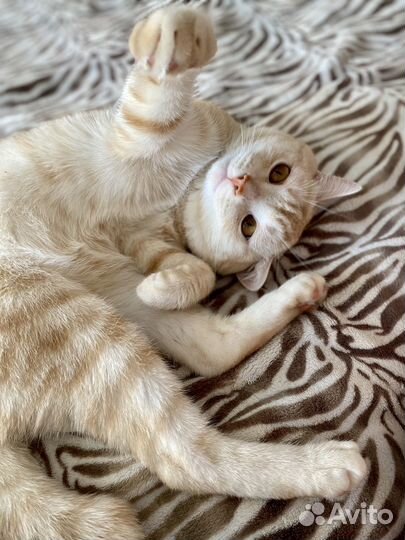 Британский кот для вязки