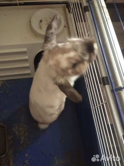 Декоративный кролик