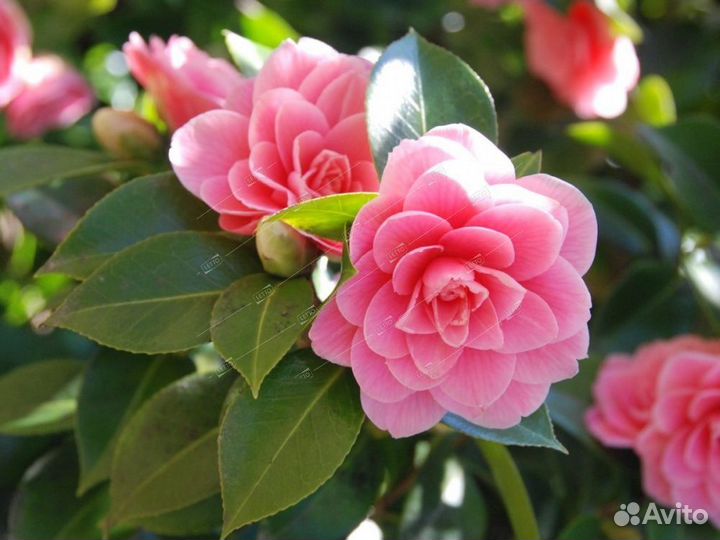 Камелия японская Camellia japonica 10л (И)