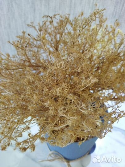 Растение сухоцвет в горшке
