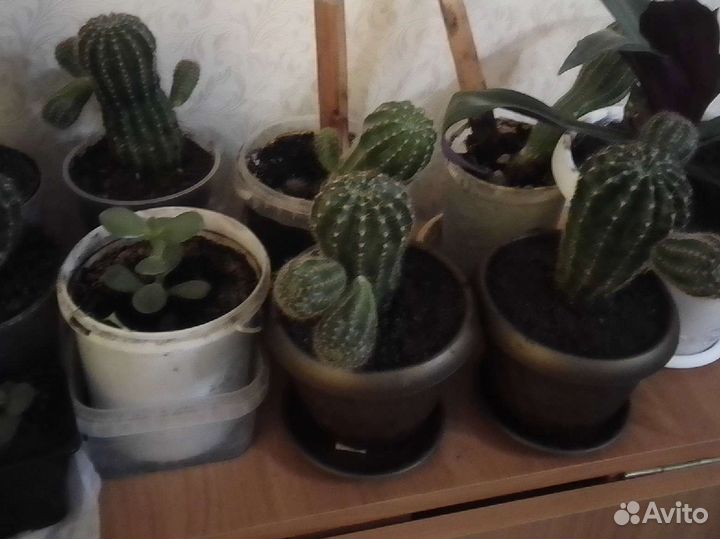 Кактусы и суккуленты