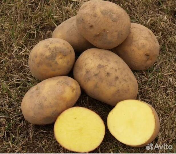 Семенной картофель Гала