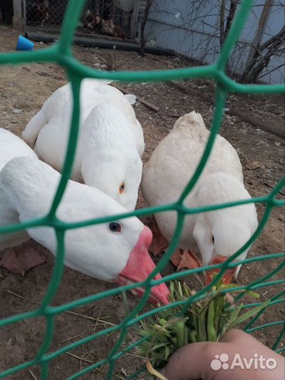 Гусята линда