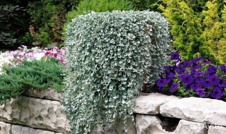 Дихондра серебристая