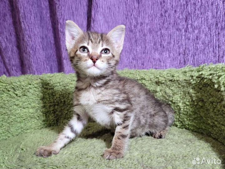 Котенок 1.5 месяца