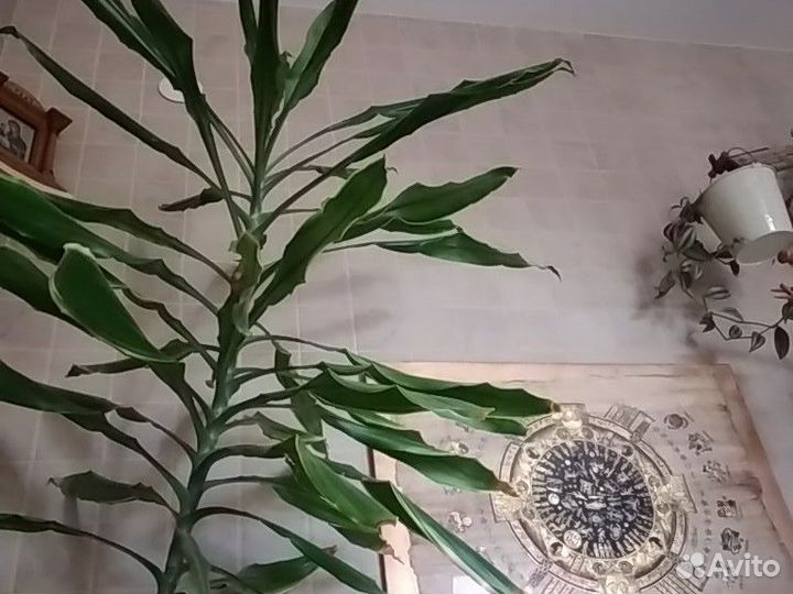 Метровая верхушка комнатного растения драцены