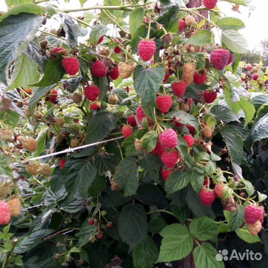Саженцы малины маравилла