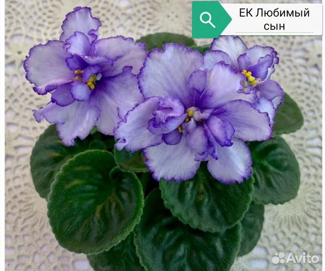 Фиалки сортовые. Большой ассортимент