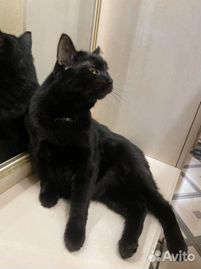 Кот кастрированный в добрые руки