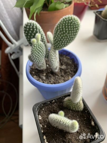 Алоказия кактусы и другие комнатные растения цветы