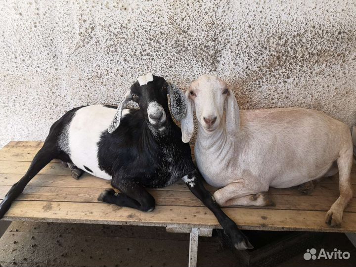 Козочки нубийской породы