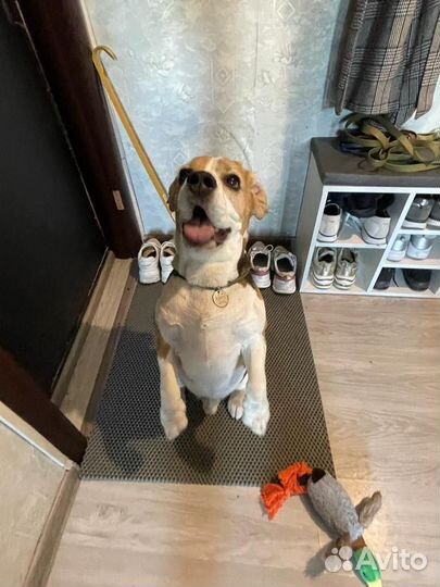 Отдам бесплатно любителям собак