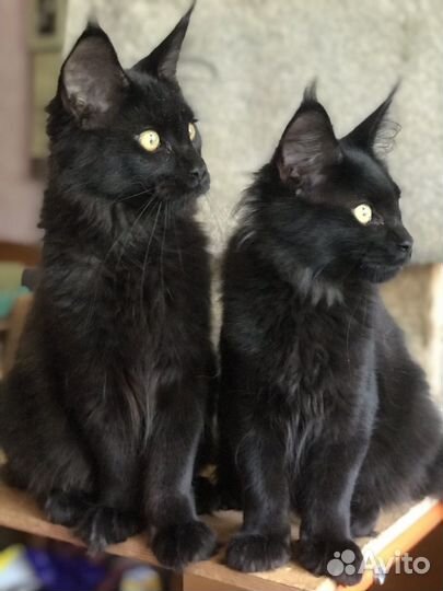 Котята мейн-кун