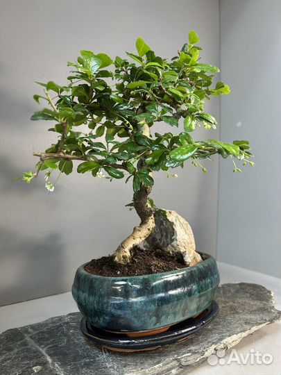 Дерево - Бонсай Кармона со скалой