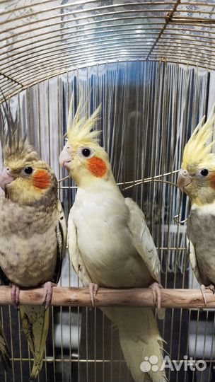 Птенцы Нимфа Корелла