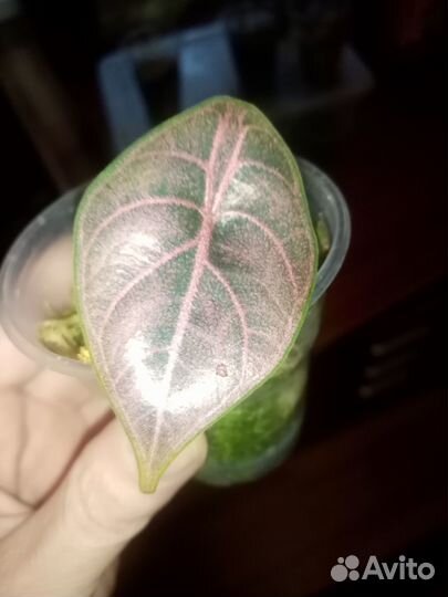 Детки и подростки алоказии Азлани и Черный вельвет