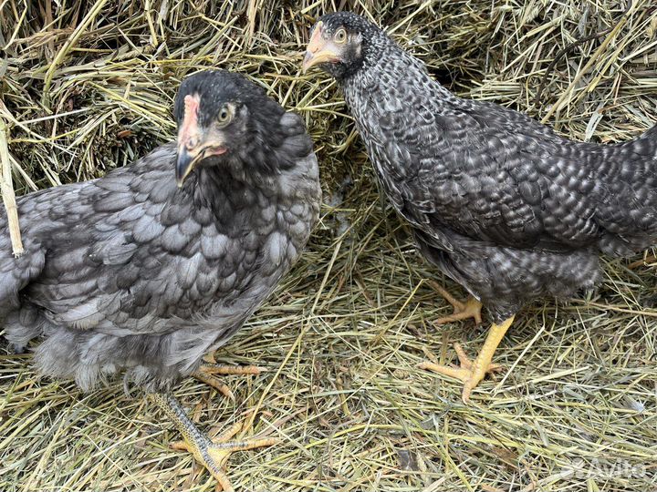 Kуpы нeсушки молодки