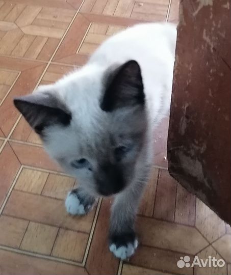 Сиамская кошка