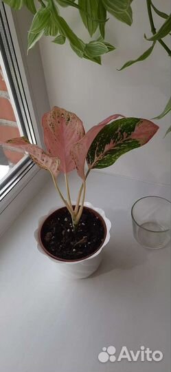 Аглаонема Бидадари/ Bidadari