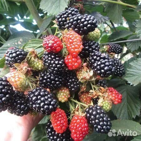 Ежевика безшиповая Небеса могут подождать