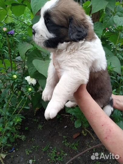 Щенки сенбернара