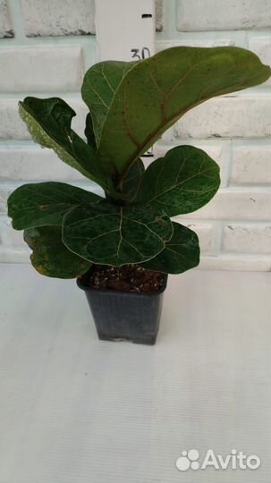 Фикус лировидный из питомника растений