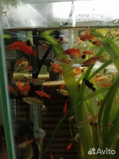 Аквариумные рыбки