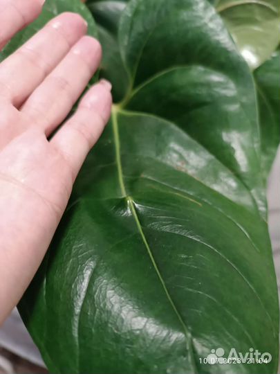 Антуриум Фламинго Оранж