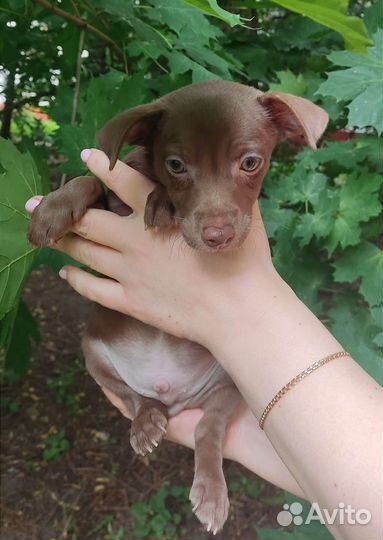 Ксолоитцкуинтли/Мексиканская голая собака