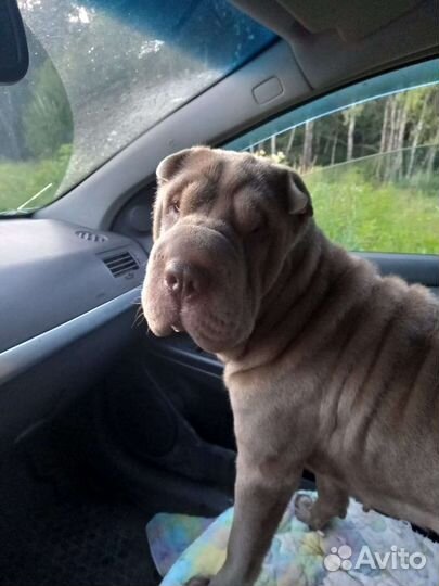 Шарпей собака