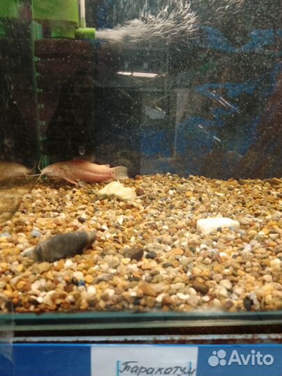 Рыба и все для ее содержания