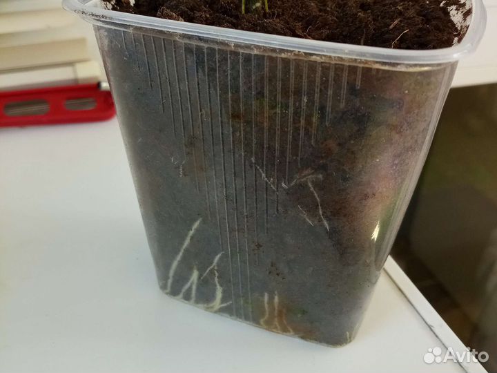 Клеродендрум томпсон